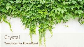  Presentation with white green - PPT layouts having green-ivy-on-the-white background and a soft green colored foreground