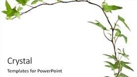  Presentation with green ivy plant hedera helix - Beautiful PPT theme featuring green ivy plant close up backdrop and a  colored foreground