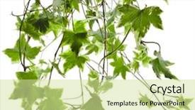  Presentation with hedera helix - PPT theme enhanced with beautiful sunset on copacabana beach background and a ocean colored foreground