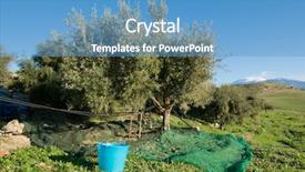  Presentation with olive - Slide set featuring green job - basket and trap background and a  colored foreground