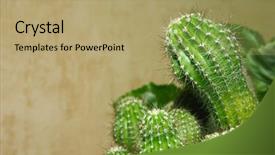  Presentation with green color - Audience pleasing slide set consisting of green juicy bush of cactus backdrop and a coral colored foreground