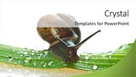 Presentation with snail - Presentation theme with land slide - snail on a fresh leaf background and a white colored foreground