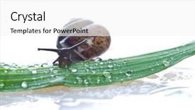  Presentation with snail - Theme enhanced with land slide - snail on a fresh leaf background and a white colored foreground
