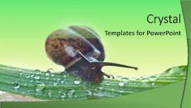  Presentation with snail - Amazing PPT layouts having land slide - snail on a fresh leaf backdrop and a seafoam green colored foreground