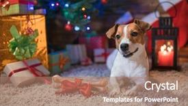  Presentation with dog park animal jack - Slide set with green lantern - dog jack russel background and a coral colored foreground