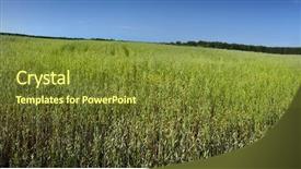  Presentation with oat - PPT layouts enhanced with green large oat field on summer day with blue sky background background and a tawny brown colored foreground