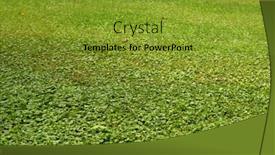  Presentation with green lawn - Cool new theme with green lawn close-up backdrop and a gold colored foreground