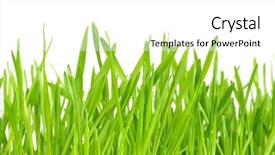  Presentation with green lawn - PPT theme featuring green lawn isolated on white background background and a white colored foreground