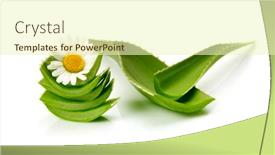  Presentation with aloe vera - Slides with green-leaf-aloe-vera background and a soft green colored foreground