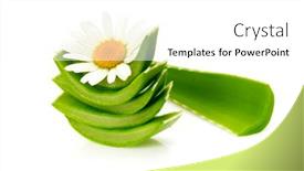  Presentation with chamomile - PPT theme enhanced with green-leaf-aloe-vera background and a white colored foreground