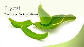  Presentation with aloe vera - Amazing PPT layouts having green-leaf-aloe-vera backdrop and a blonde colored foreground