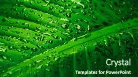  Presentation with green leaf water drops - Presentation design consisting of green leaf and dew drops background and a forest green colored foreground
