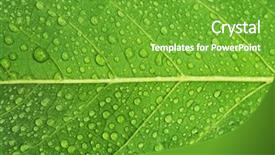  Presentation with green leaf water drops - PPT theme with green leaf and dew background and a shamrock green colored foreground