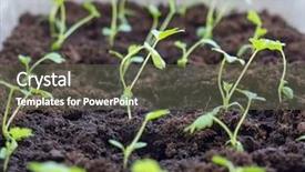  Presentation with green earth - Cool new PPT layouts with green leaf and earth backdrop and a tawny brown colored foreground