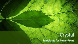  Presentation with green abstract leaves texture - Audience pleasing PPT layouts consisting of green leaf background texture macro backdrop and a forest green colored foreground
