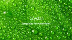  Presentation with green leaf water drops - Beautiful presentation design featuring green leaf background with raindrops backdrop and a forest green colored foreground