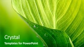  Presentation with green leaf - Cool new PPT theme with green leaf background backdrop and a forest green colored foreground