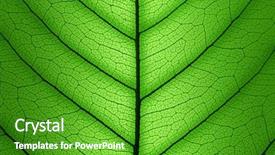  Presentation with plant structure - Slide deck having green leaf cell structure background background and a shamrock green colored foreground