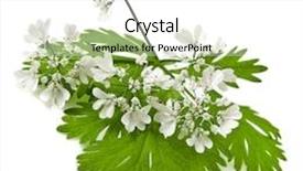  Presentation with green leaf - Beautiful theme featuring finance nonprofit - organization management corporate collaboration team backdrop and a light gray colored foreground