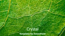  Presentation with green leaf - Amazing PPT theme having green leaf close-up background backdrop and a forest green colored foreground