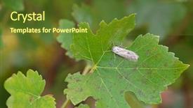  Presentation with moth - Colorful theme enhanced with green leaf dangerous pest backdrop and a tawny brown colored foreground