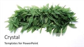 Presentation with isolated fall oak leaf - Slides having green leaf hawaiian lei isolated background and a white colored foreground