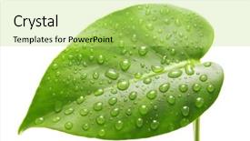  Presentation with elegant green white romantic - Theme consisting of green leaf isolated on white background and a yellow colored foreground