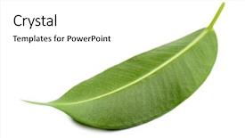  Presentation with white and green - Colorful PPT theme enhanced with green leaf isolated on white backdrop and a white colored foreground