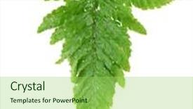  Presentation with earth science green and white - Audience pleasing theme consisting of green leaf isolated on white backdrop and a yellow colored foreground