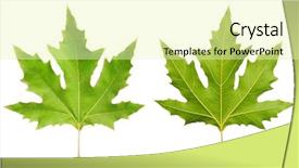  Presentation with green and white - Presentation design enhanced with green leaf isolated on white background and a blonde colored foreground