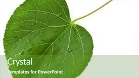  Presentation with heart shape tree - Cool new presentation with green leaf linden tree shape heart isolated on white background backdrop and a tawny brown colored foreground