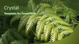  Presentation with fern - Amazing presentation theme having green leaf of fern backdrop and a tawny brown colored foreground