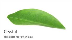  Presentation with orange green white - Audience pleasing PPT layouts consisting of green leaf of orange tree backdrop and a  colored foreground