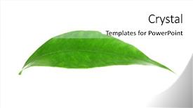  Presentation with orange green white - Amazing slide deck having green leaf of orange tree backdrop and a  colored foreground