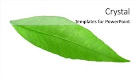  Presentation with orange green white - Theme enhanced with green leaf of orange tree background and a  colored foreground
