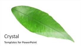  Presentation with orange green white - Slides consisting of green leaf of orange tree background and a  colored foreground