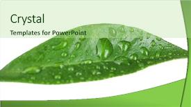  Presentation with orange green white - Beautiful presentation design featuring green leaf of orange tree backdrop and a  colored foreground