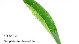  Presentation with orange green white - PPT theme enhanced with green leaf of orange tree background and a  colored foreground