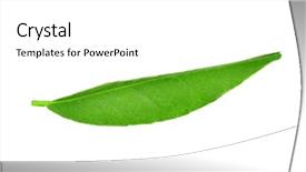  Presentation with orange green white - Slides with green leaf of orange tree background and a  colored foreground