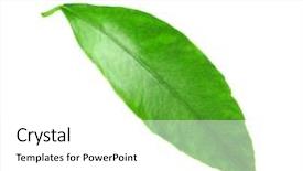  Presentation with orange green white - Slide deck consisting of green leaf of orange tree background and a  colored foreground