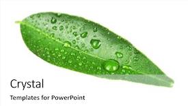  Presentation with orange green white - PPT theme consisting of green leaf of orange tree background and a  colored foreground