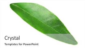  Presentation with orange green white - Presentation design consisting of green leaf of orange tree background and a  colored foreground