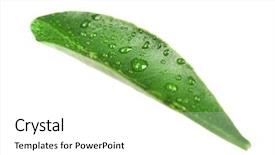  Presentation with orange green white - Cool new PPT layouts with green leaf of orange tree backdrop and a  colored foreground