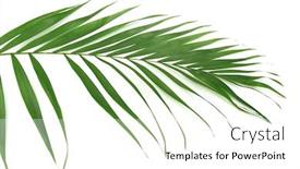  Presentation with palm tree - Colorful presentation enhanced with green leaf of palm tree howea isolated on white backdrop and a white colored foreground