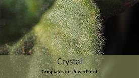  Presentation with african violet - Slides having green leaf of plant saintpaulia background and a violet colored foreground