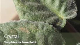  Presentation with african violet - Colorful slides enhanced with green leaf of plant saintpaulia backdrop and a gray colored foreground