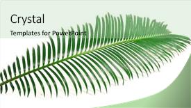  Presentation with sago - Amazing presentation theme having green leaf of sago palm backdrop and a mint green colored foreground