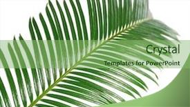  Presentation with sago - Audience pleasing slide deck consisting of green leaf of sago palm tree isolated on white backdrop and a seafoam green colored foreground