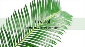  Presentation with palm tree - Amazing presentation theme having green leaf of sago palm backdrop and a seafoam green colored foreground
