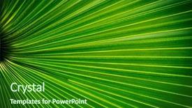  Presentation with green leaf - Presentation design consisting of green leaf of tropical palm background and a forest green colored foreground